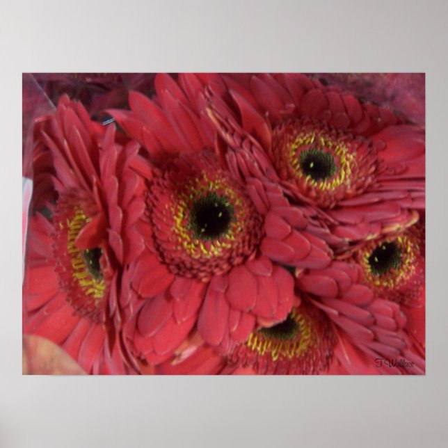 Gerber Daisies Poster (Vorne)