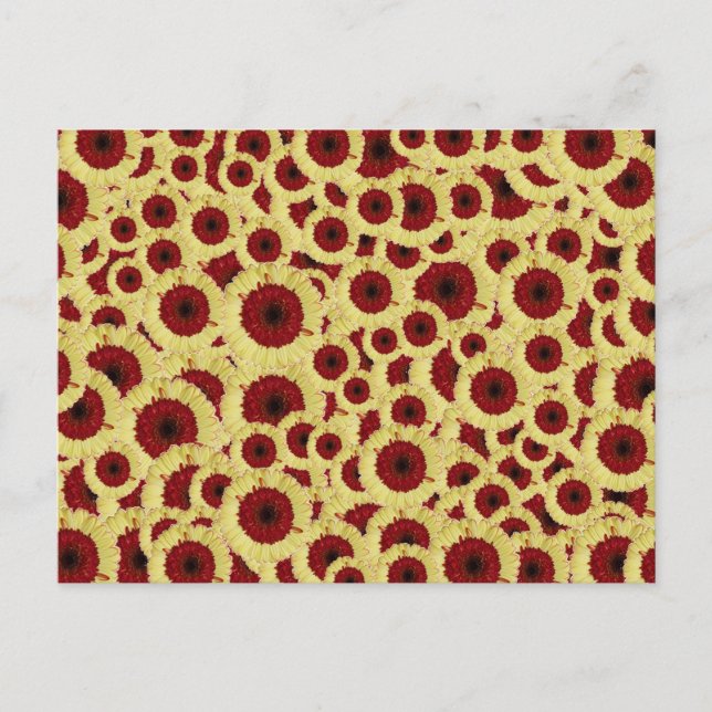 Gerber Daisies Postkarte (Vorderseite)