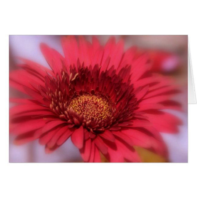 Gerber Daisy (Vorderseite (Horizontal))