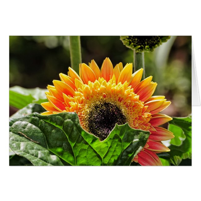 Gerber Daisy (Vorderseite (Horizontal))