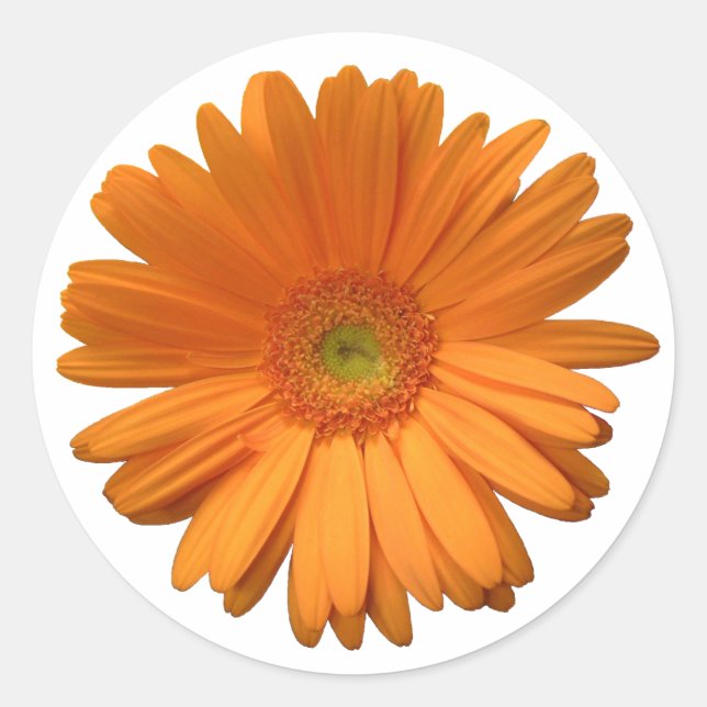 Gerber Daisy Aufkleber (Vorderseite)