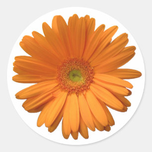 Gerber Daisy Aufkleber