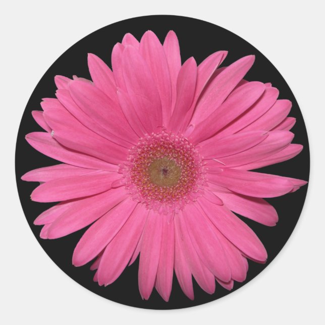 Gerber Daisy Aufkleber (Vorderseite)