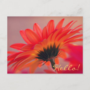Gerber Daisy Foto Postcard Postkarte