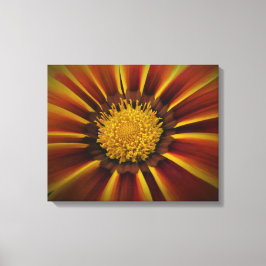 Gerber Daisy in Black Vignette Leinwand