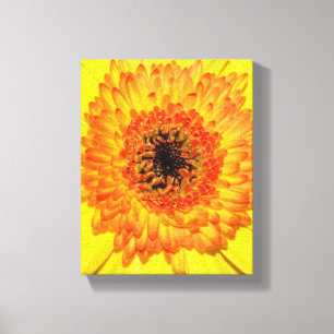 Gerber Daisy Leinwanddruck