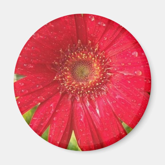 Gerber Daisy Magnet (Vorne)