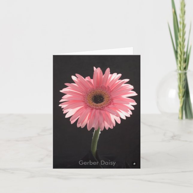 Gerber Daisy Note Card Karte (Vorderseite)
