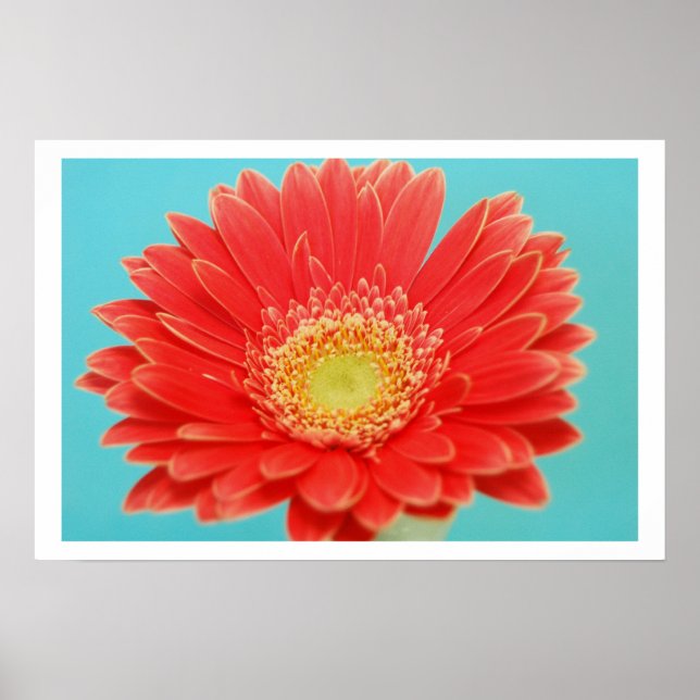 Gerber Daisy Poster (Vorne)