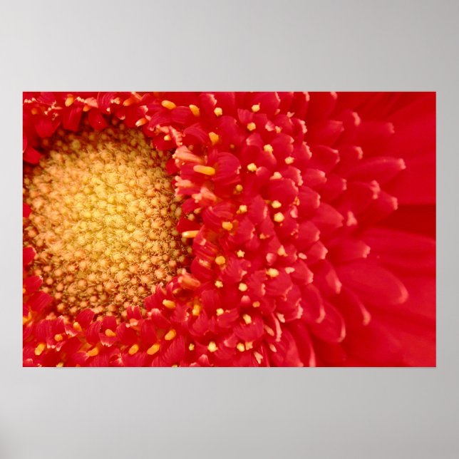 Gerber Daisy Poster (Vorne)