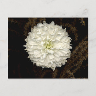 Gerber Daisy Postkarte