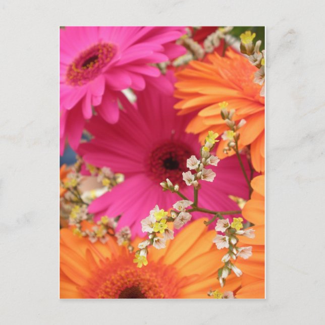 Gerber Daisy Postkarte (Vorderseite)