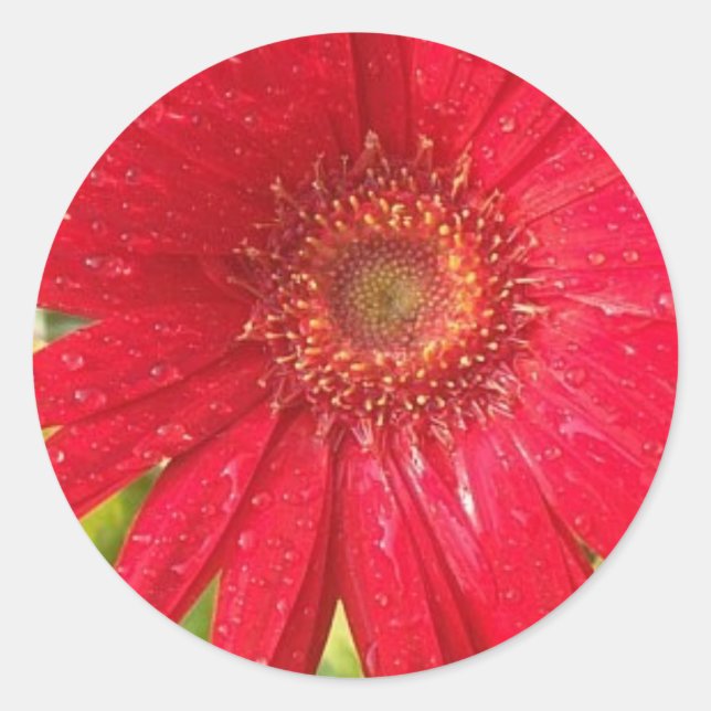 Gerber Daisy Sticker (Vorderseite)