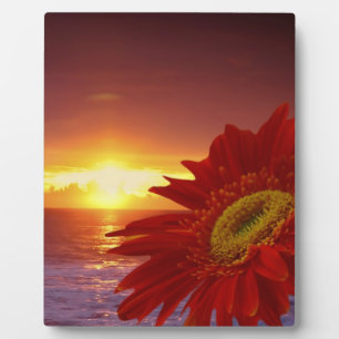 Gerber Daisy und Sonnenuntergang Fotoplatte