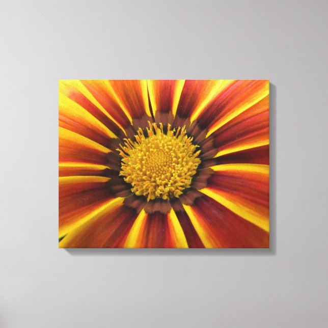 Gerber Daisy Up Nahe und persönliche Leinwand (Vorderseite)