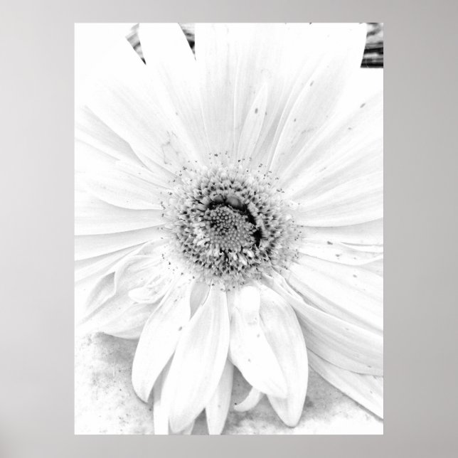 Gerber Daisy Upclose Poster (Vorne)