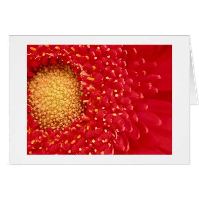 Gerber Gänseblümchen (Vorderseite (Horizontal))