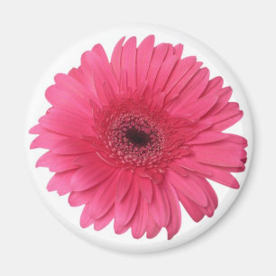 Gerber Gänseblümchen Magnet
