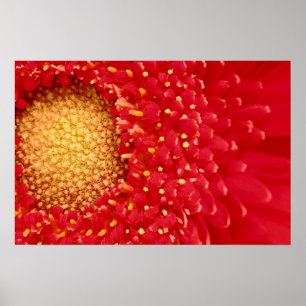 Gerber Gänseblümchen Poster