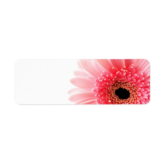 Gerbera (Vorne)