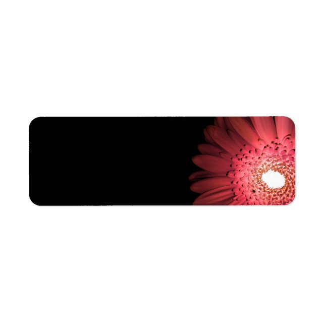 Gerbera (Vorne)