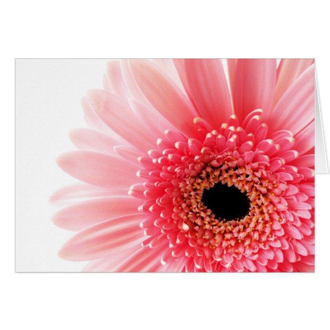 Gerbera (Vorderseite (Horizontal))