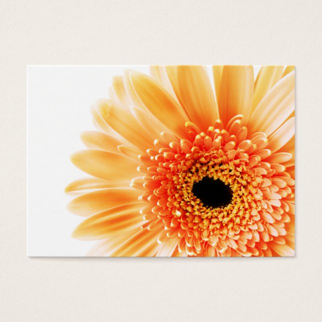 Gerbera (Vorderseite)
