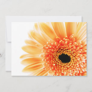 Gerbera