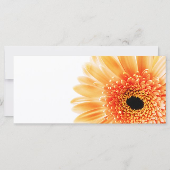 Gerbera (Vorderseite)