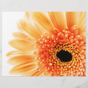 Gerbera