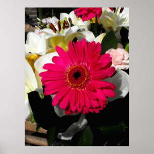 Gerbera Blume in einer Reihe von Blume Poster