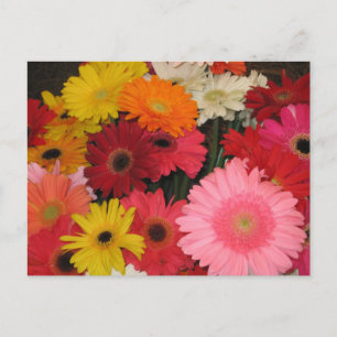 Gerbera Blume Postkarte