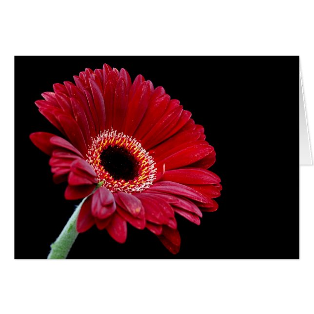 Gerbera Card (Vorderseite (Horizontal))