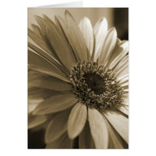 Gerbera Card