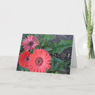 Gerbera Daisies erhält Well Card Karte