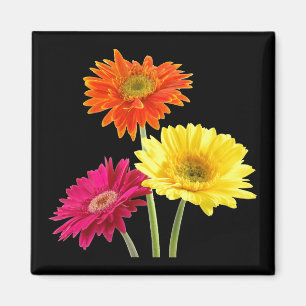 Gerbera Daisies Magnet