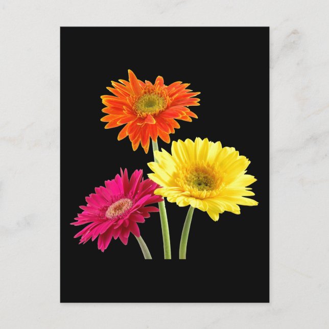 Gerbera Daisies Postkarte (Vorderseite)