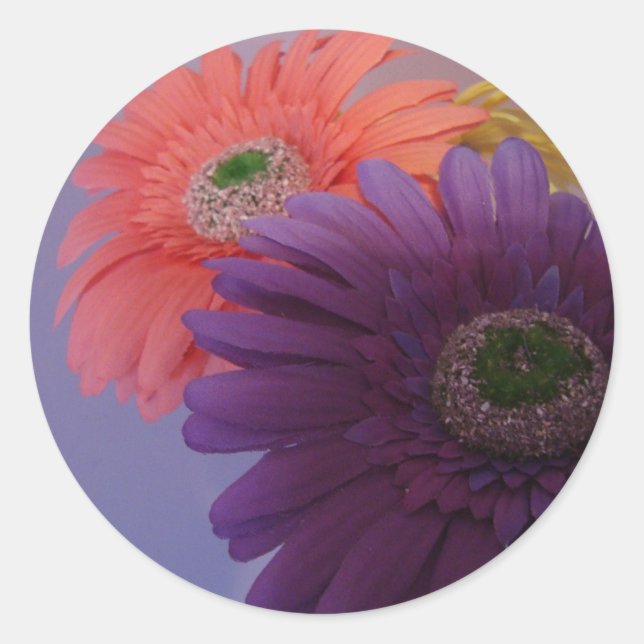 Gerbera Daisies - Stickers (Vorderseite)