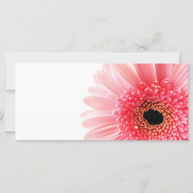 Gerbera Daisy (Vorderseite)