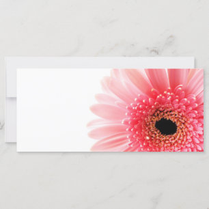 Gerbera Daisy