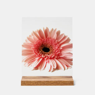 Gerbera Daisy Acrylschild
