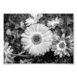 Gerbera Daisy Black & White Fotograf Fotodruck
