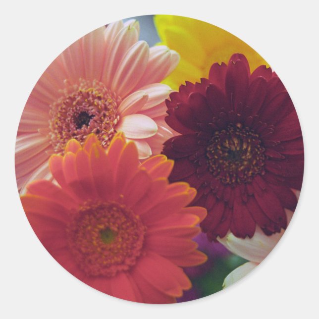 Gerbera Daisy Blume Art Decal Stickers (Vorderseite)
