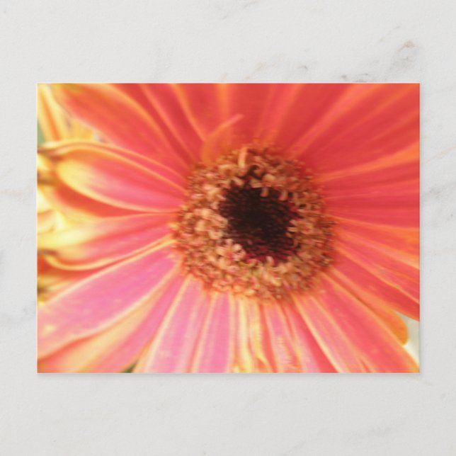 Gerbera Daisy Blume Postcard Postkarte (Vorderseite)