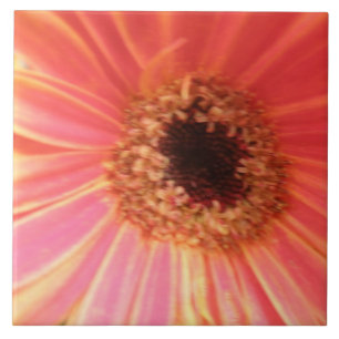 Gerbera Daisy Blume Tile Fliese