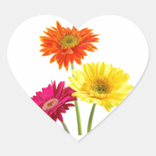 Gerbera Daisy Delight Herz-Aufkleber