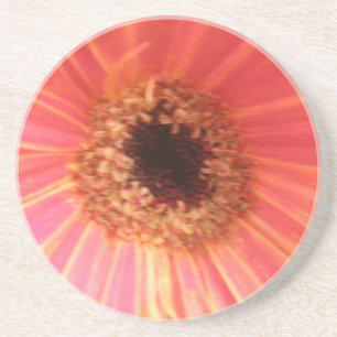 Gerbera Daisy Flower Coasters Untersetzer