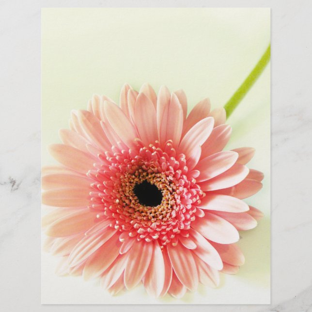 Gerbera Daisy Flyer (Vorne)