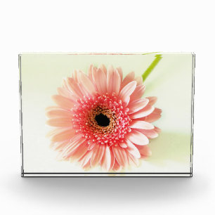 Gerbera Daisy Fotoblock