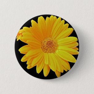 Gerbera Daisy (Gerbera hybrida) - Gelb Button
